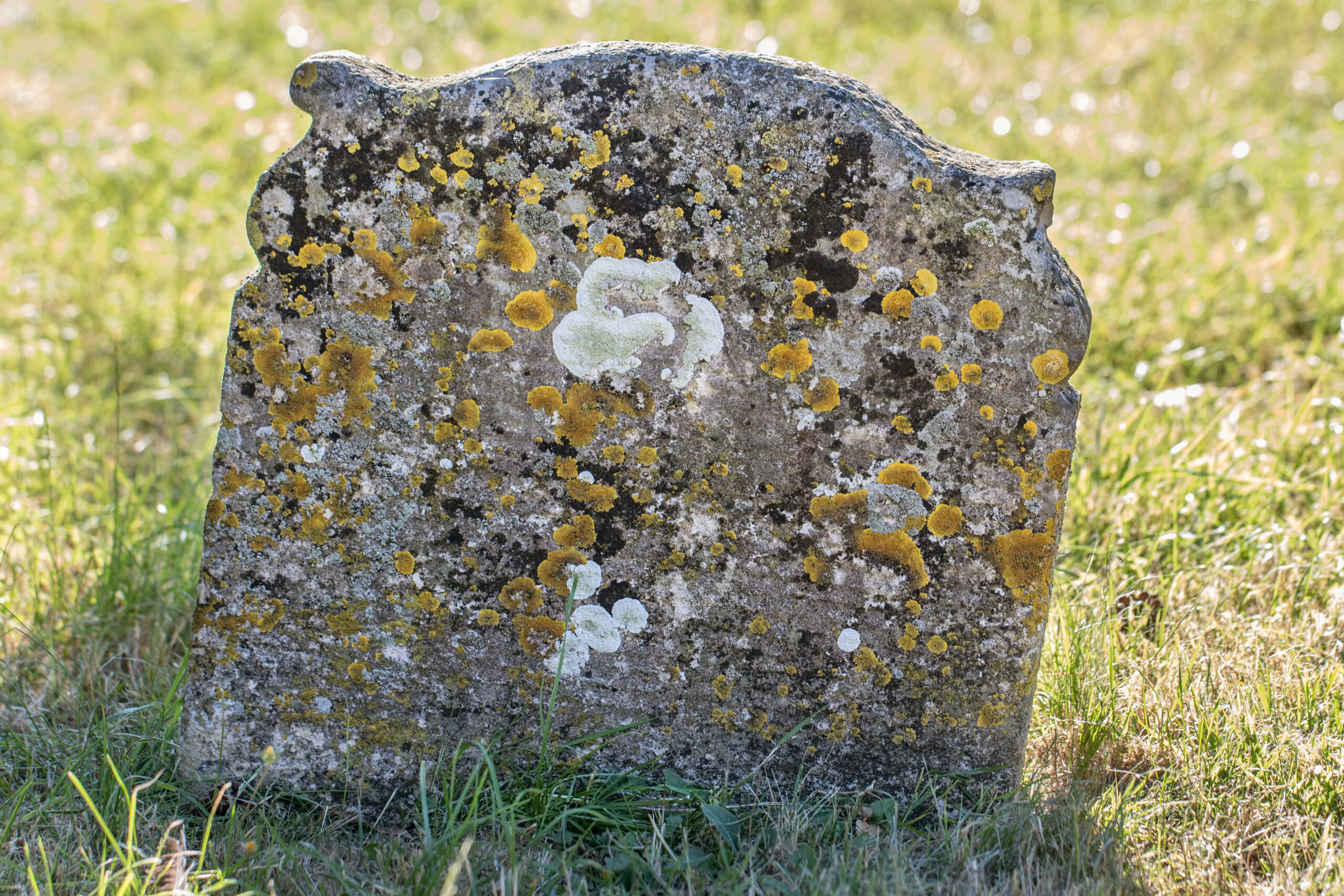 gravestone cleaning and renovation white lichen